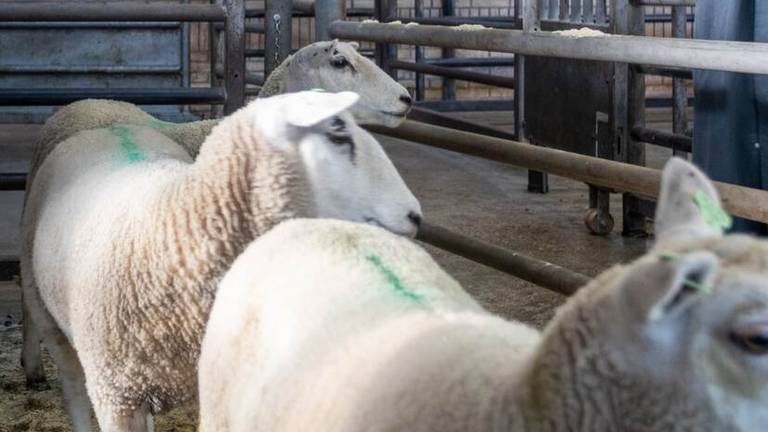 Schapen in een rij in een slachthuis (foto: NVWA).