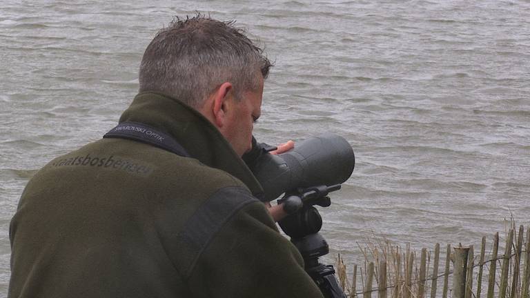 Rust in de Biesbosch voor overwinterende watervogels in 'luwtegebieden'