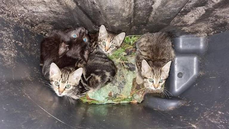 De vier kittens zaten gevangen in de kliko (foto: @dierenambulancebrabantnoord op Facebook).