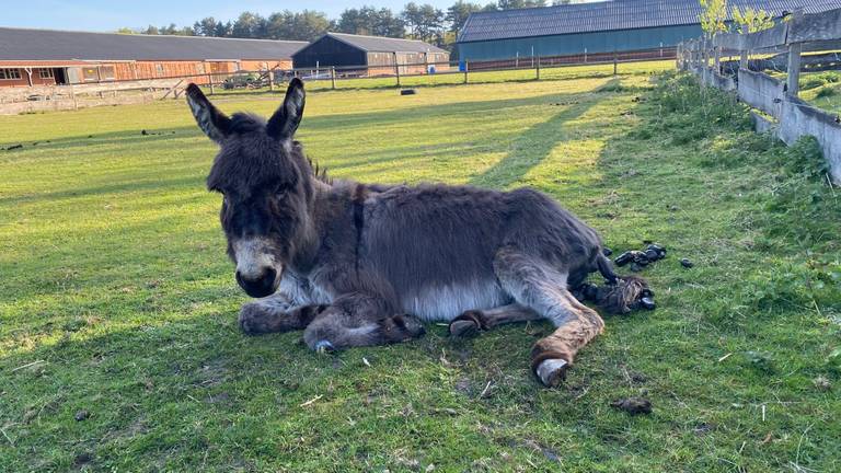Robin is weer thuis op de Ezelshoeve, maar hij was op sterven na dood