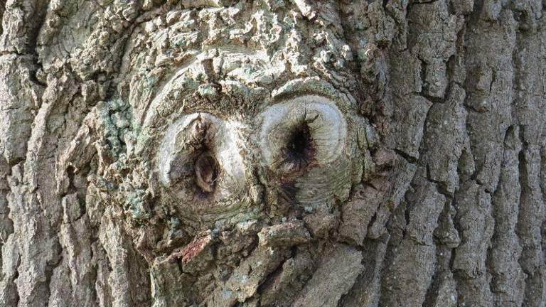 Het is net een uil in een boom, door fotograaf Hans Verver