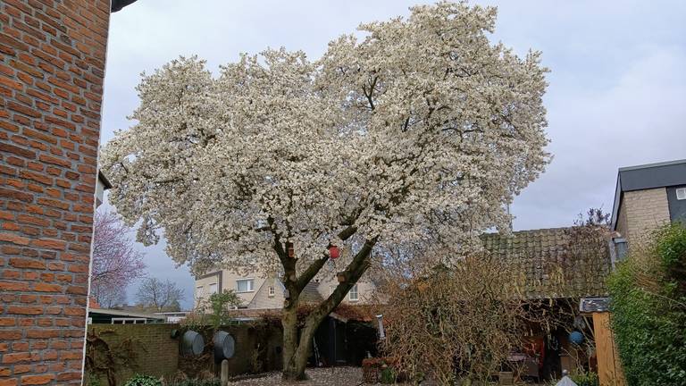 In de tuin van Christ Quirijnen staat deze metershoge magnolia (foto: Christ Quirijnen).