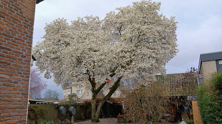 Metershoge magnolia's vol bloesem, maar waar staat de grootste?