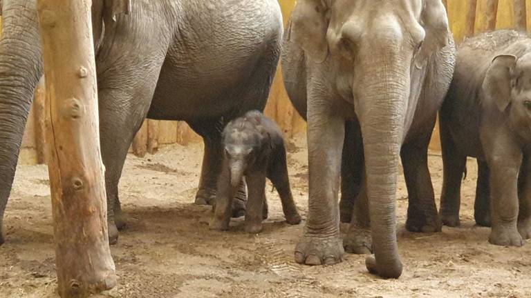 Rashmi, wat zonlicht betekent, is het eerste Aziatisch olifantje dat dit jaar in Europa is geboren (foto: Dierenrijk).