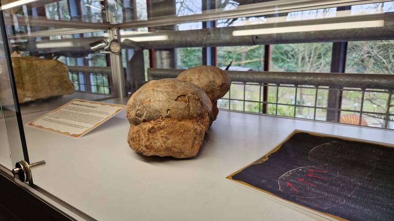 Het wereldberoemde dino-ei in het Oertijdmuseum in Boxtel (foto: Noël van Hooft)