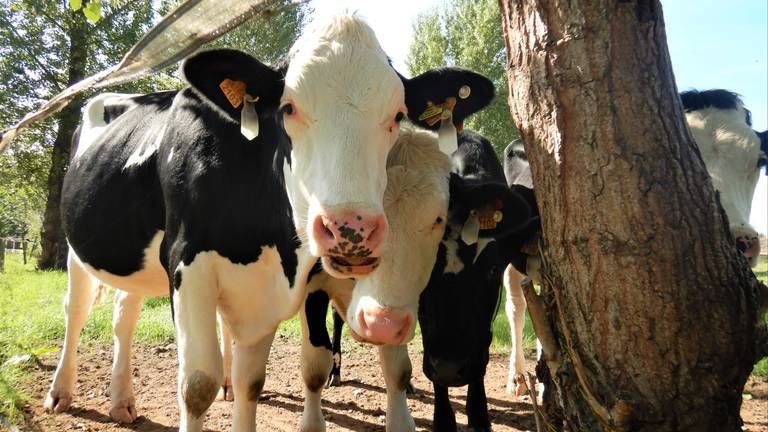 Warmste 15 februari ooit gemeten in Brabant: 66 jaar oud record verbroken