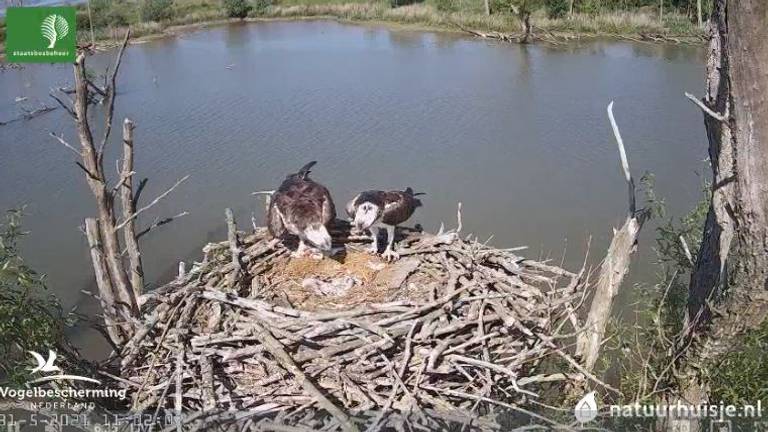 Het visarendkoppel op hun nest (foto: Vogelbescherming)