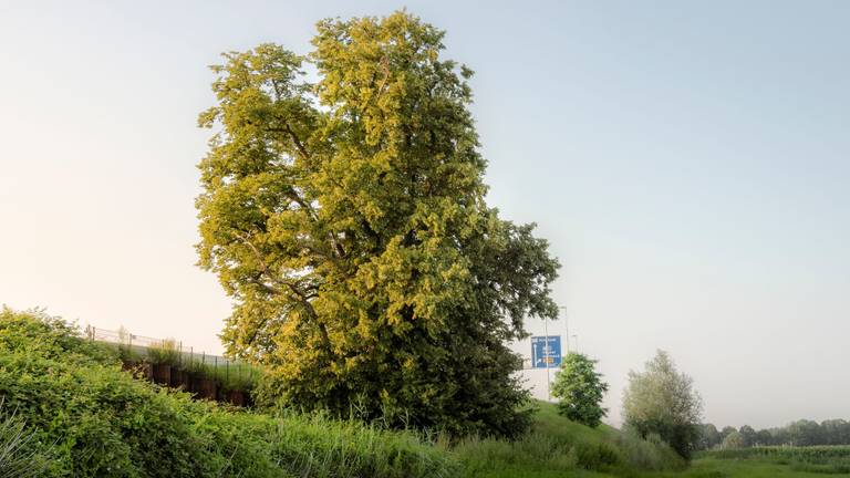 De Kloosterboom langs de snelweg A2 bij Den Dungen (foto: Rob Visser Photography).