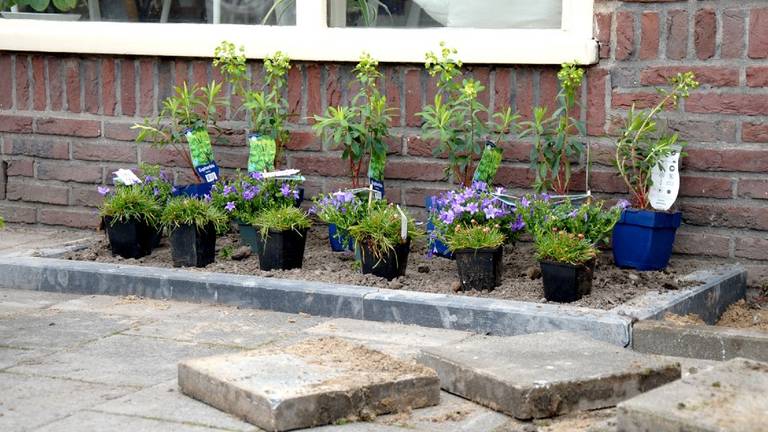 Er moet meer groen in wijken komen, vindt Natuur& Milieu (foto: Paula van Dooren).