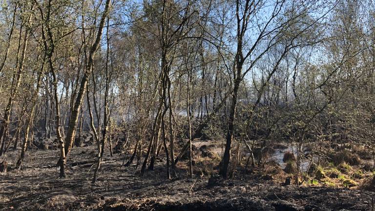 Een groot deel van de Deurnese Peel is door de brand verwoest (foto: René van Hoof).