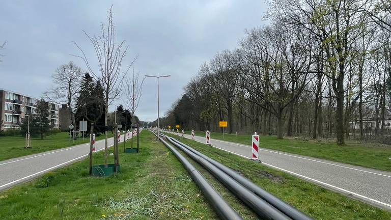 Foutje bedankt: pas geplante bomen moeten nu alweer weg