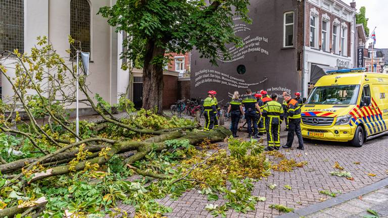 De tak viel op de vrouw (foto: Jack Brekelmans/SQ Vision).