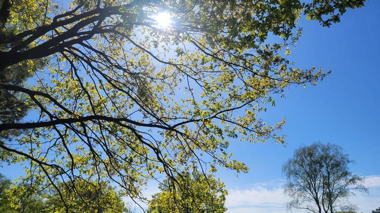 De zon laat zich dinsdag en woensdag vaak zien (foto: Shyamen Bollen).