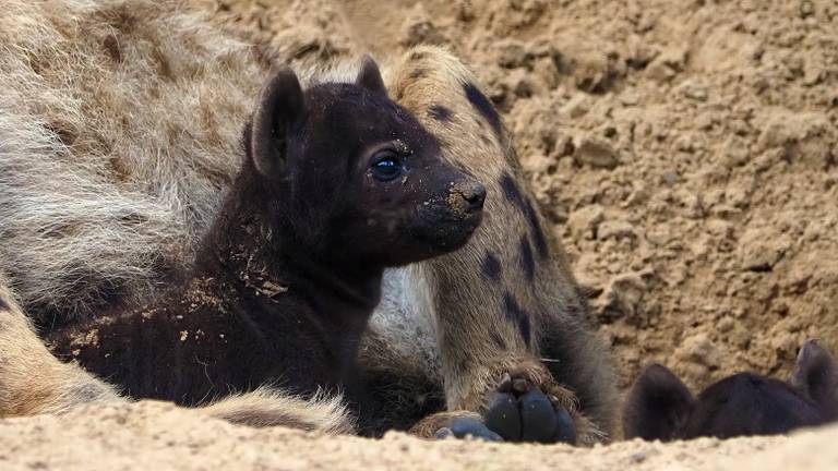 (foto: Beekse Bergen/Mariska Vermij - Van Dijk).