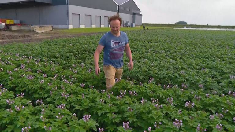 Ralph Hack inspecteert zijn pootaardappelen. 