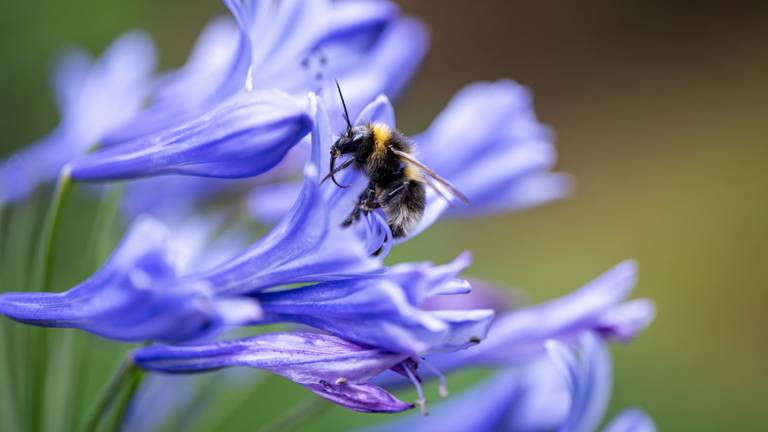 Meer insecten in de tuin (foto: ANP).