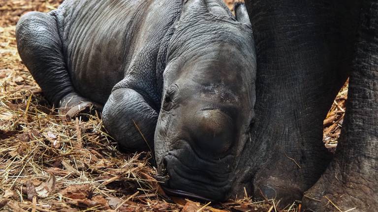 Ravy is een gezond mannetje en woog bij zijn geboorte veertig kilo (foto: Beekse Bergen/Mariska van Dijk).