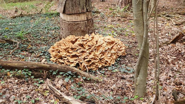 Een reuzenzwam met veel grote hoeden onder een geringde boom (foto: Hetty Uijtdewilligen van Hest).