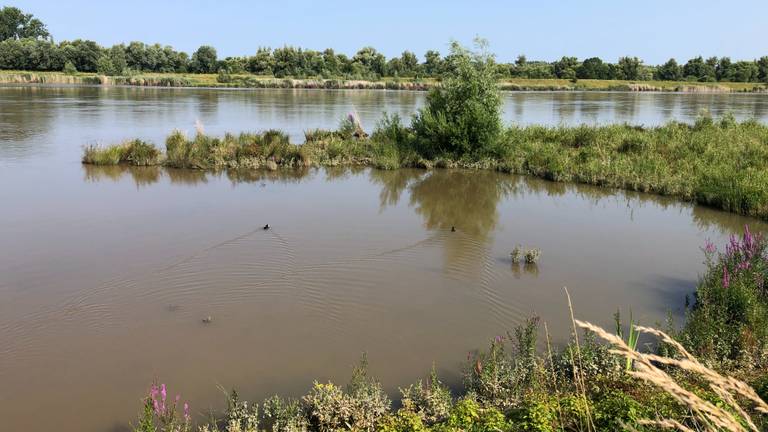 Het hoogwater in de Biesbosch levert prachtige plaatjes op