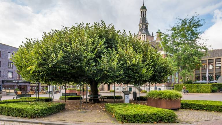 De Moeierboom in Etten-Leur (foto: Ton van Etten).