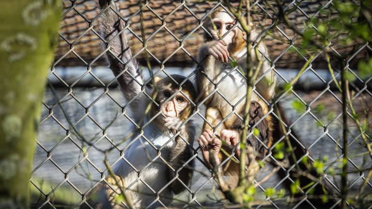 Java-apen in dierproevencentrum BPRC in Rijswijk (foto: ANP)