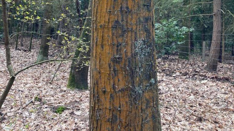 Sommige boomstammen hebben een oranje kleur (foto: Jan van de Braak).