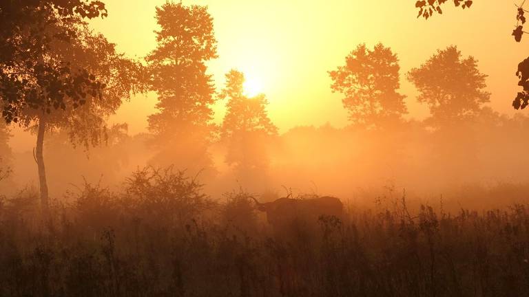 Deze tropische dag begon op veel plaatsen in Brabant met wat nevel (foto: Ben Saanen).