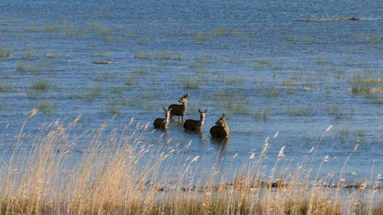 Reeën in de Biesbosch nu al op de vlucht voor het water en storm Eunice