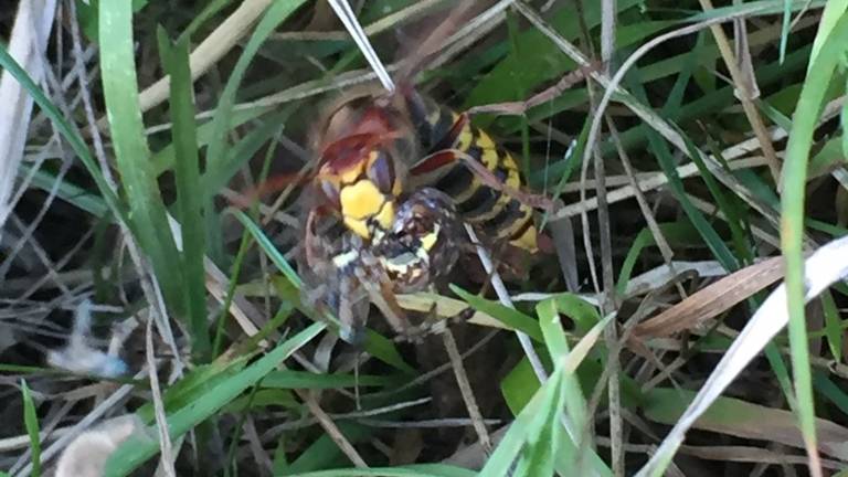Een hoornaar is een wespspin de baas (foto: Thea Willems).