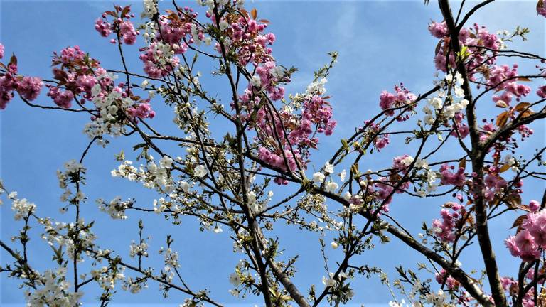 Komende week wordt het zonnig, maar fris (foto: Martha Kivits). 