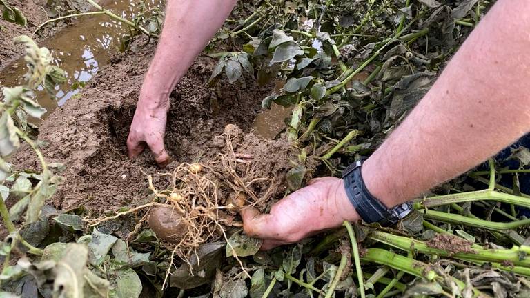 Onder meer aardappeloogsten leden onder het wassende water (foto: Omroep Brabant).