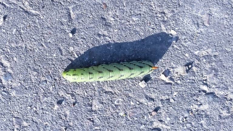 De rups van de windepijlstaart (foto: Theo Heyms). 