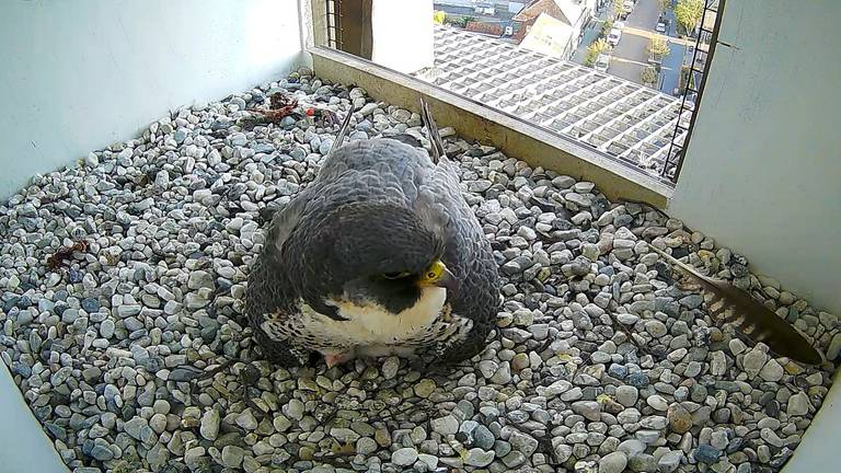 Een piepklein snaveltje onder moeders vleugels (Beeld: Werkgroep Roofvogels Nederland)