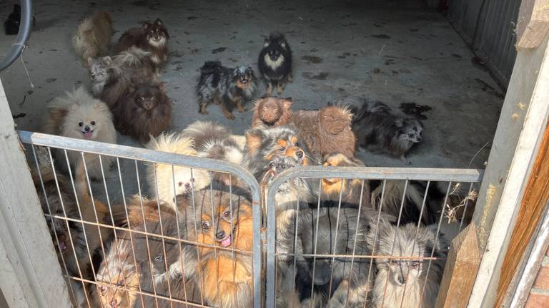 Een deel van de honden die in Deurne zijn meegenomen (foto: LID).