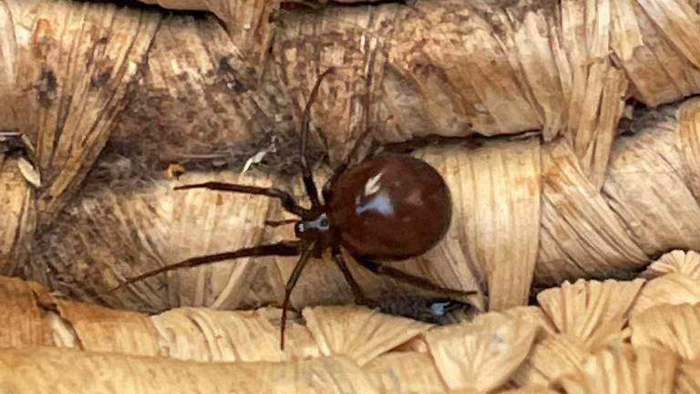 De spin grote steatoda (foto: Antje de Bruyn).