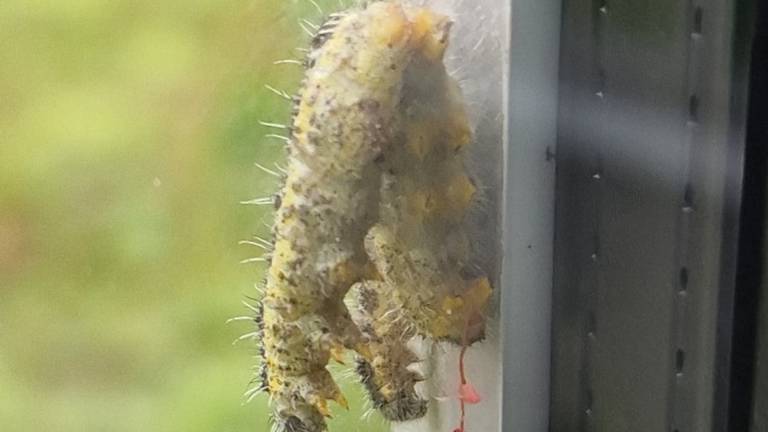 De rups van het groot koolwitje met parasieten (foto: Denise Heinsius). 