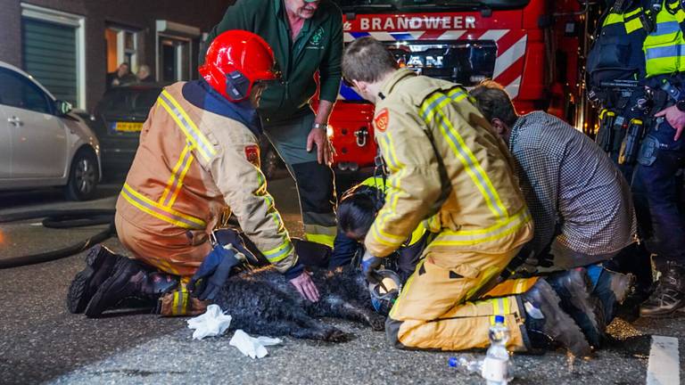 Uitslaande brand verwoest huis in Helmond, bandweer redt hond