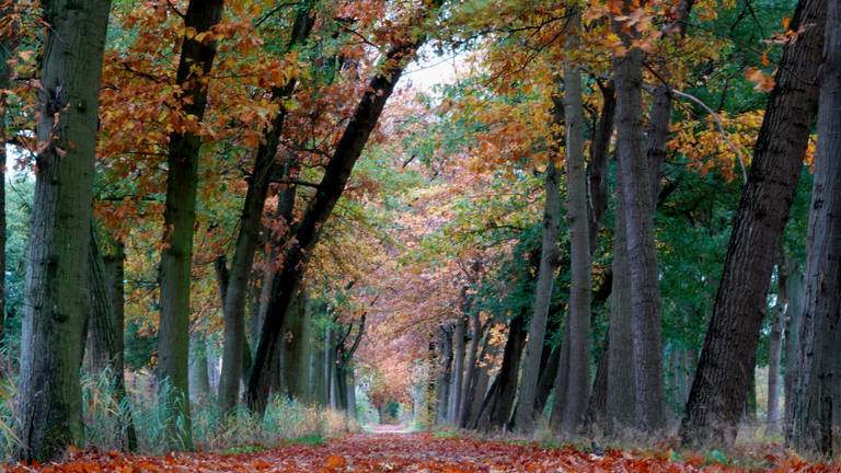 Iedereen de natuur in met de lockdown Foto:  Ben Saanen