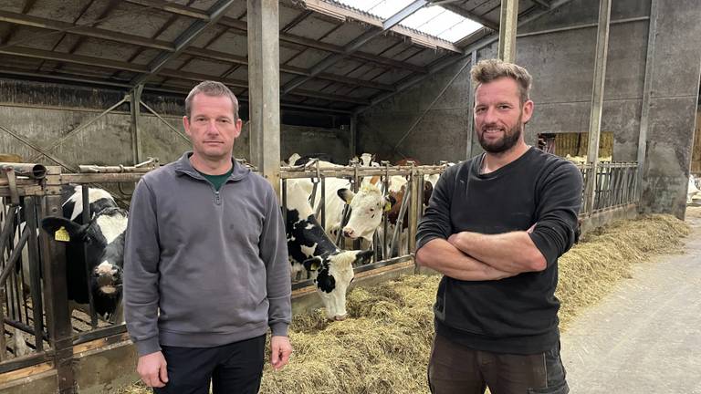 De vaarzen van Jan en Frans zijn terecht (foto: Omroep Brabant)