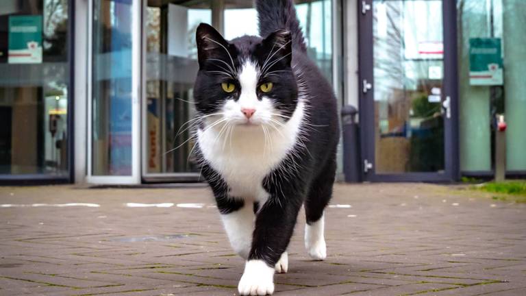 Luta voor de deur van Avans in Breda.