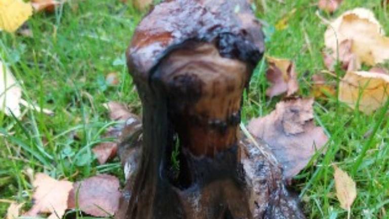Een oude paddenstoel (foto: Mieke Toncman Silverentand).