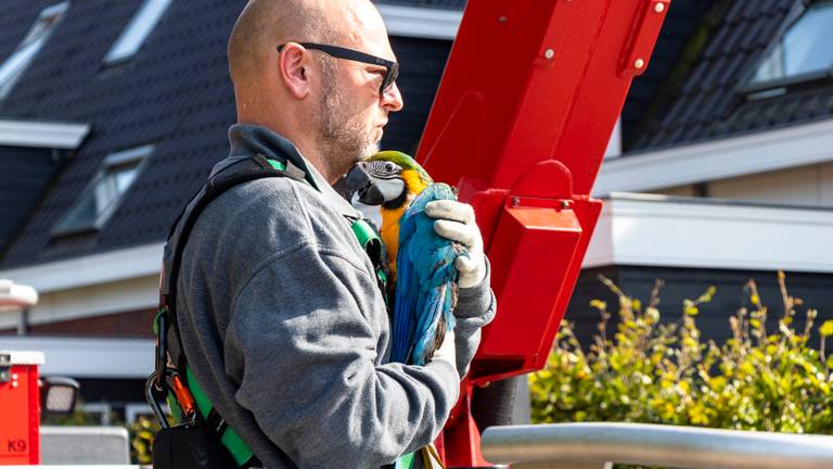 De eigenaar weer herenigd met zijn papegaai (foto: Jurgen Versteeg/SQ Vision)
