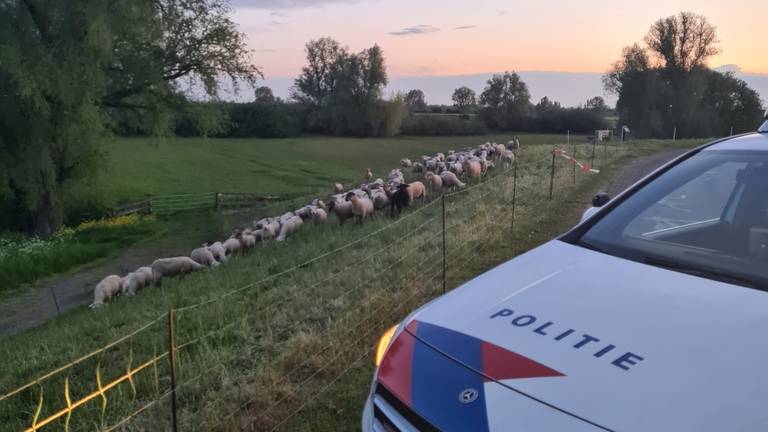De schapen zijn weer bij elkaar (foto: Facebook politie Den Bosch).