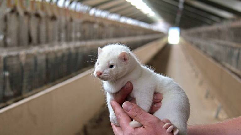 Nertsen blijken veel besmettelijker dan gedacht (foto: NFE).