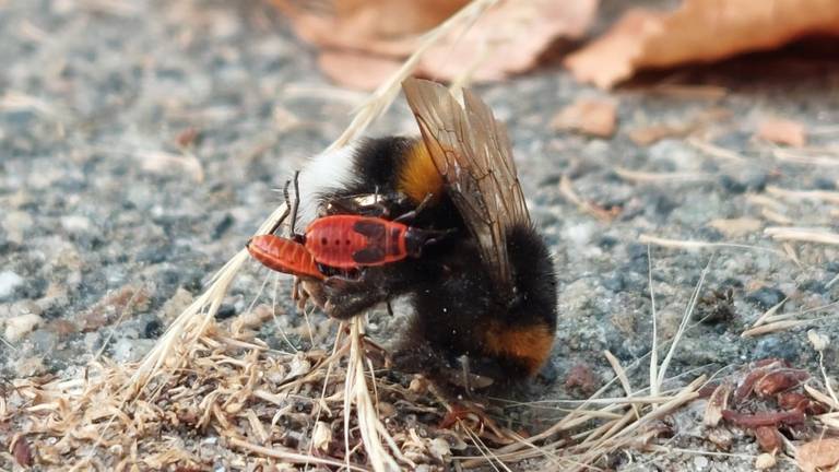 Vuurwantsnimfen zuigen een dode hommel leeg (foto: Ria Boertjes).