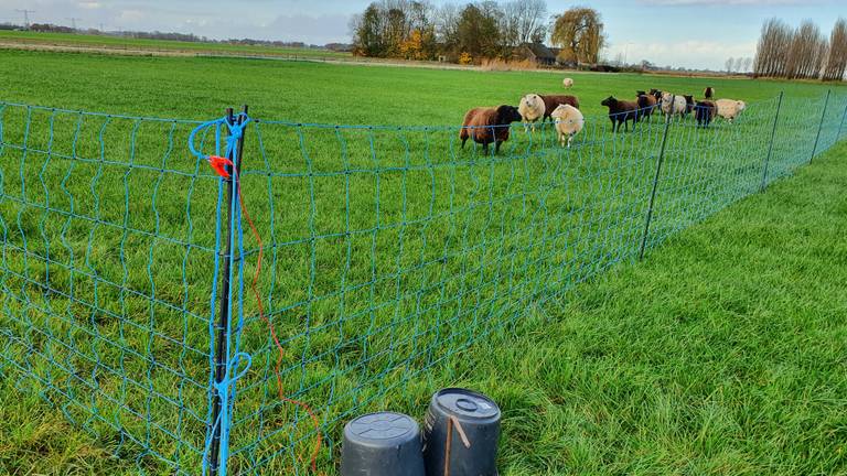 Netten worden ook gebruikt om schapen te beschermen (foto: provincie Brabant).