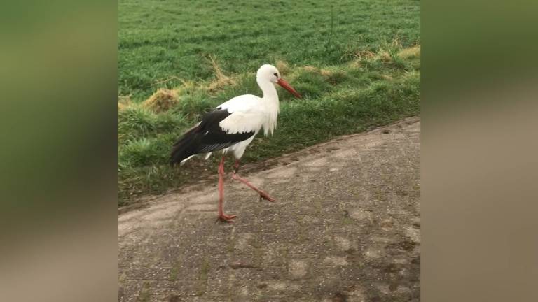 De ooievaar in Schijf. 