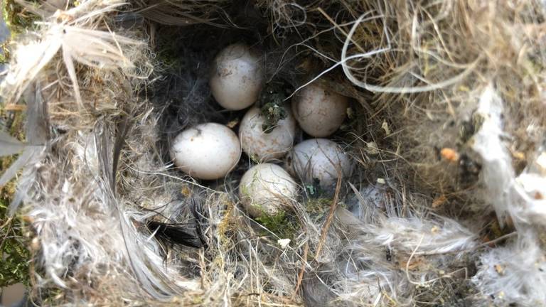 Een nest met eitjes van de koolmees (foto: Truus Verbakel).