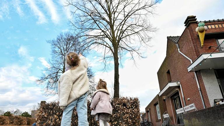 De kat trekt veel bekijks (foto Toby de Kort/Persbureau Heitink).