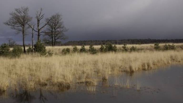 Het bedreigde natuurgebied De Kampina (foto: Natuurmonumenten).